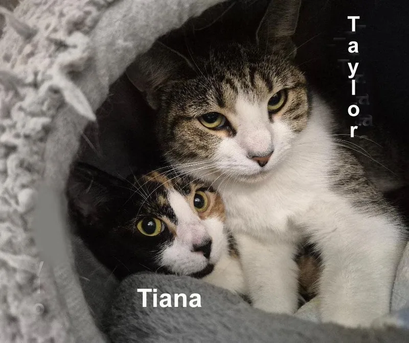 Tiana & Taylor Madd. thumbnail 2