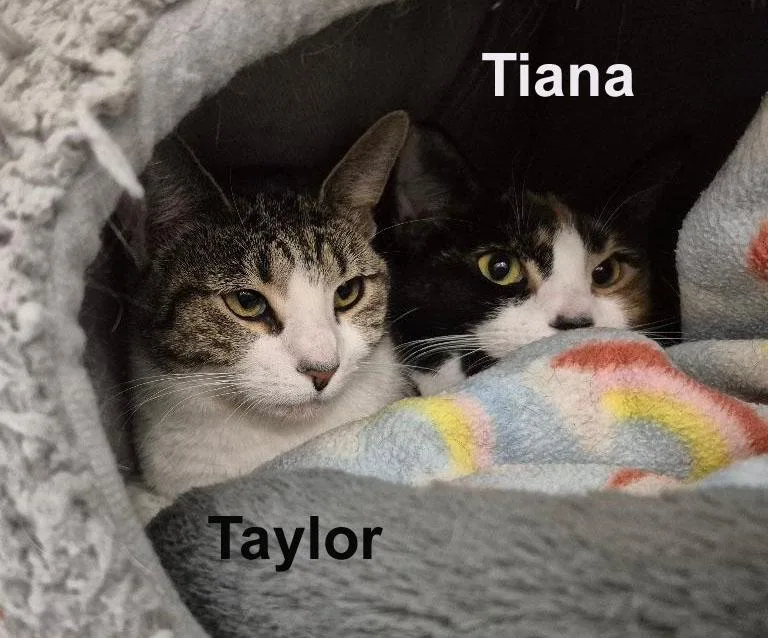 A baby small-sized female Domestic Short Hair cat named Tiana & Taylor Madd. for adoption in Stowe, PA