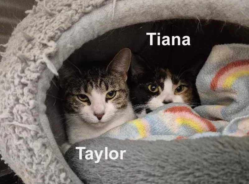 Tiana & Taylor Madd. thumbnail 3