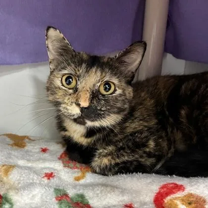 An adult small-sized female Domestic Short Hair cat named Mimi for adoption in Wheaton, IL