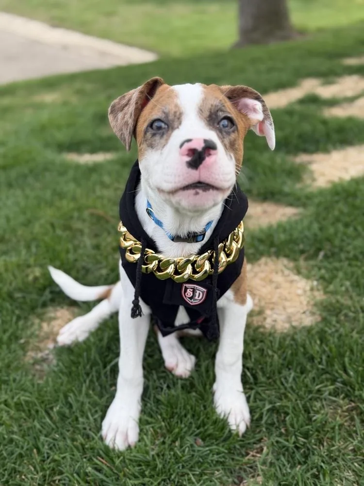 A baby medium-sized male Mixed Breed dog named Psalm for adoption in Clinton Township, MI