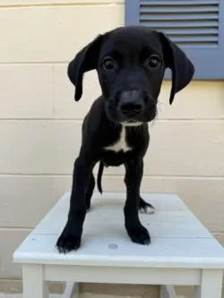 A baby small-sized male Mixed Breed dog named Twix for adoption in Savannah, GA
