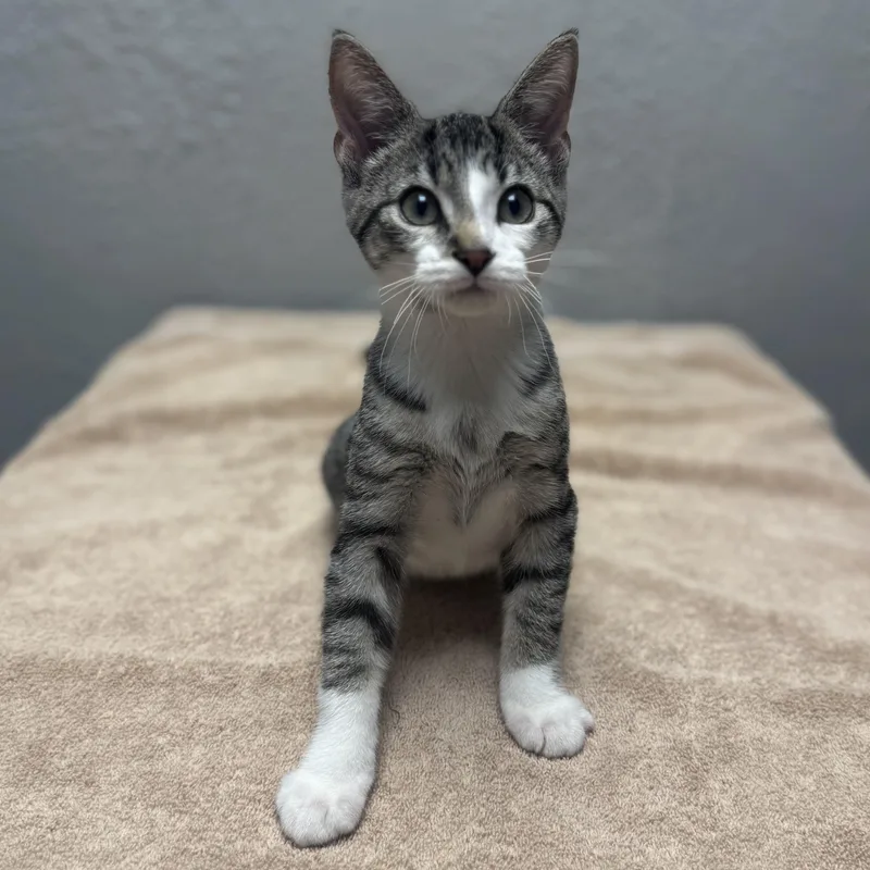 A young medium-sized male Domestic Short Hair cat named Screech for adoption in Walker, MI