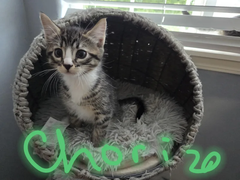 A baby small-sized female Tabby (Brown / Chocolate) Domestic Short Hair cat named Chorizo for adoption in Newberg, OR