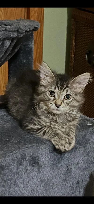 A baby medium-sized male Tabby (Gray / Blue / Silver) Domestic Long Hair cat named GI Joe for adoption in Mokena, IL