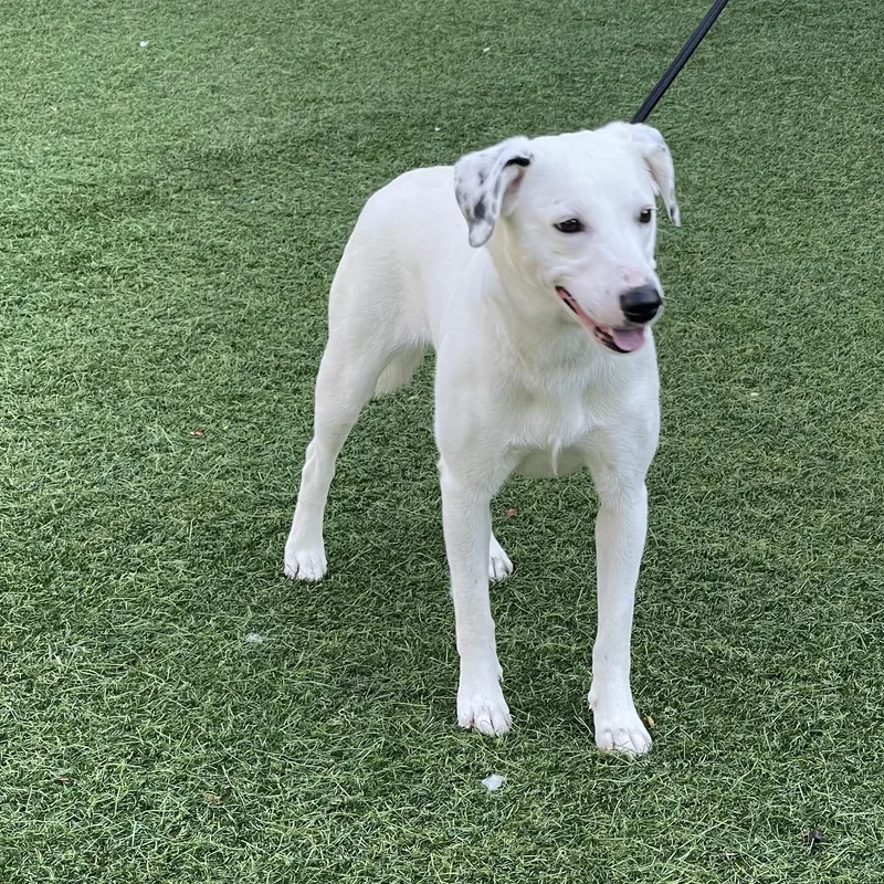 A young medium-sized female Mixed Breed dog named Winnie for adoption in Medinah, IL