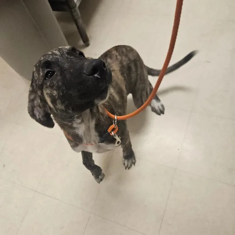 An adult medium-sized female Brindle Mixed Breed dog named Mac for adoption in Lake Panasoffkee, FL