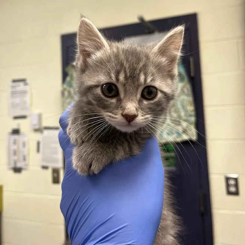 A baby small-sized female Gray / Blue / Silver Domestic Short Hair cat named Out Of The Box for adoption in Charlottesville, VA