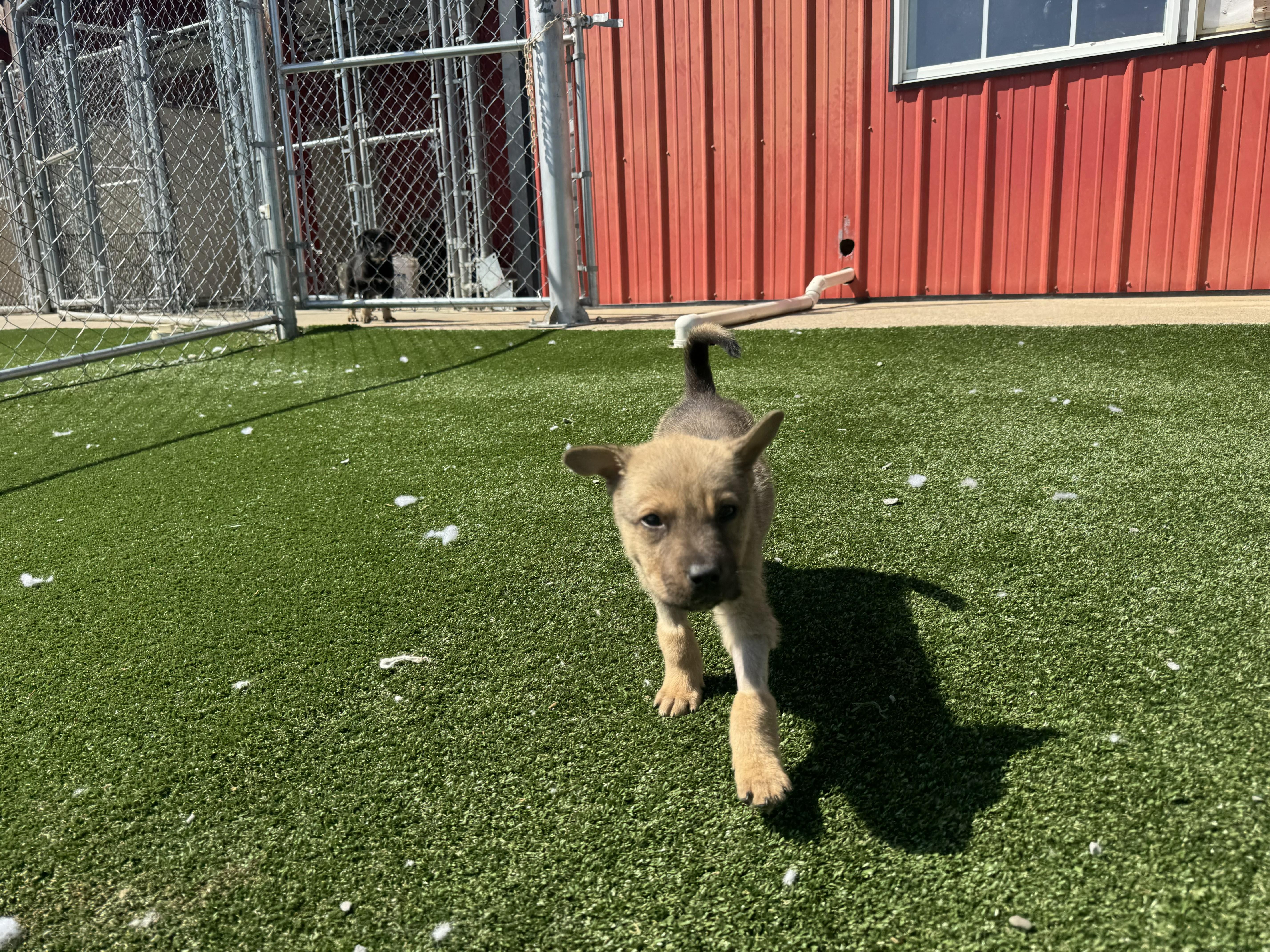 A baby medium-sized male Yellow / Tan / Blond / Fawn Shepherd dog named Warhol for adoption in Gallatin, TN