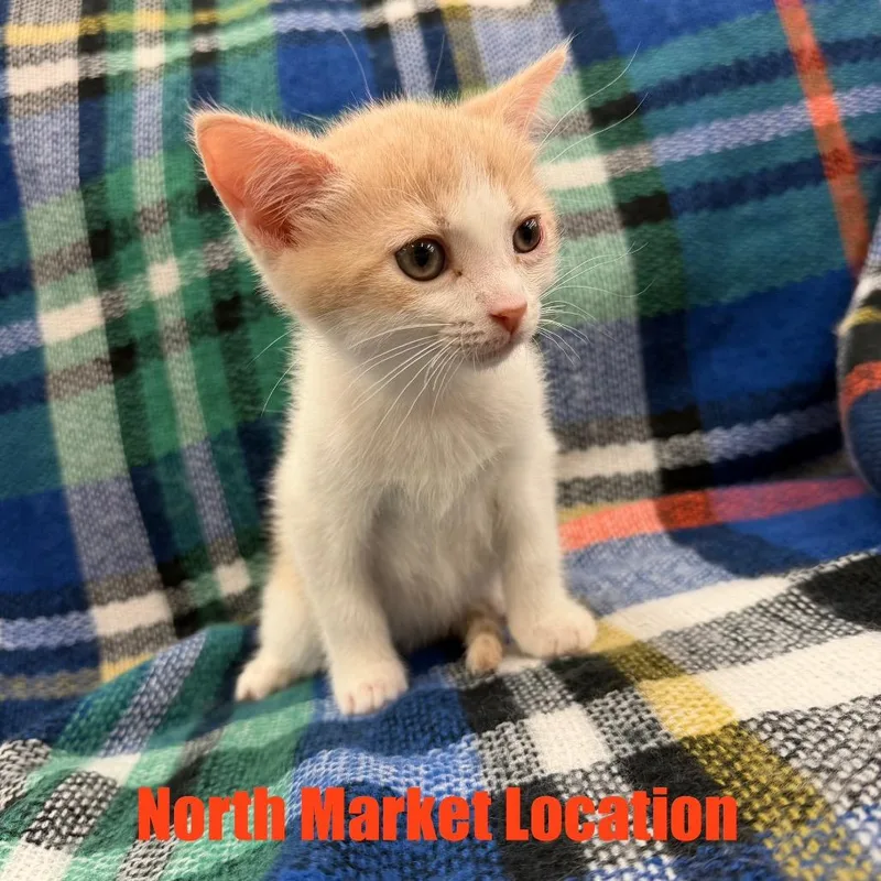 A baby small-sized male Cream / Ivory Domestic Short Hair cat named Jam for adoption in Raleigh, NC