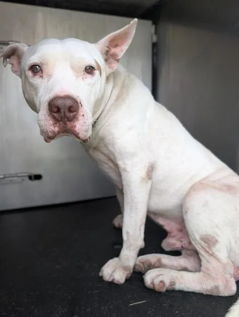 An adult large-sized male American Staffordshire Terrier dog named Rocky for adoption in San Antonio, TX