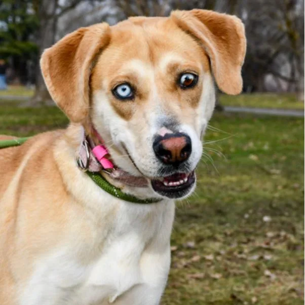 An adult large-sized female Yellow / Tan / Blond / Fawn Labrador Retriever dog named Marla for adoption in Tacoma, WA