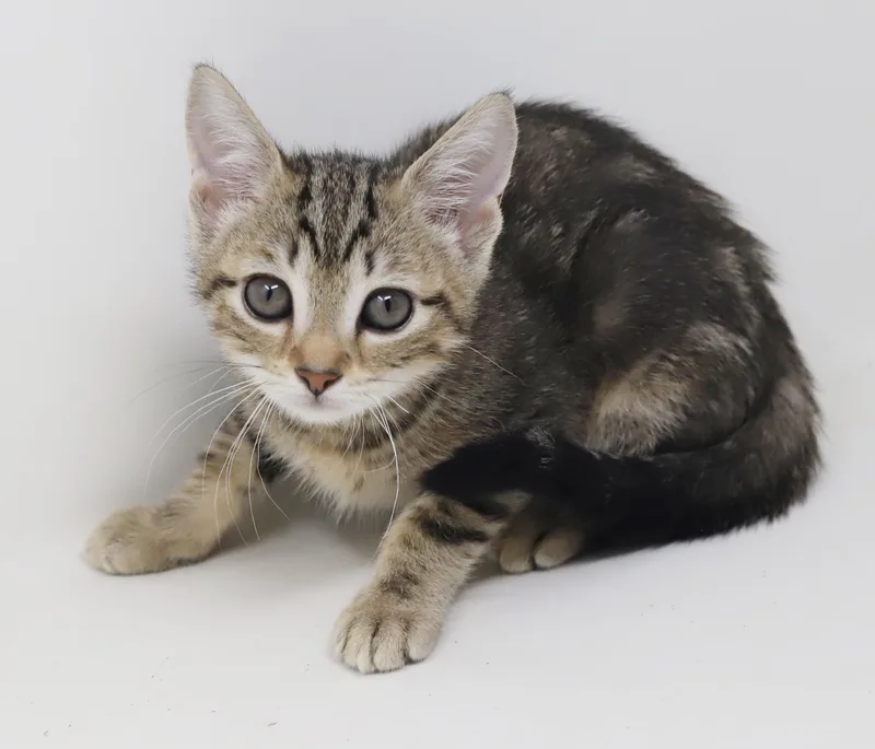 A baby small-sized female Bengal cat named Harvest is holy cow for adoption in Bedford Hills, NY