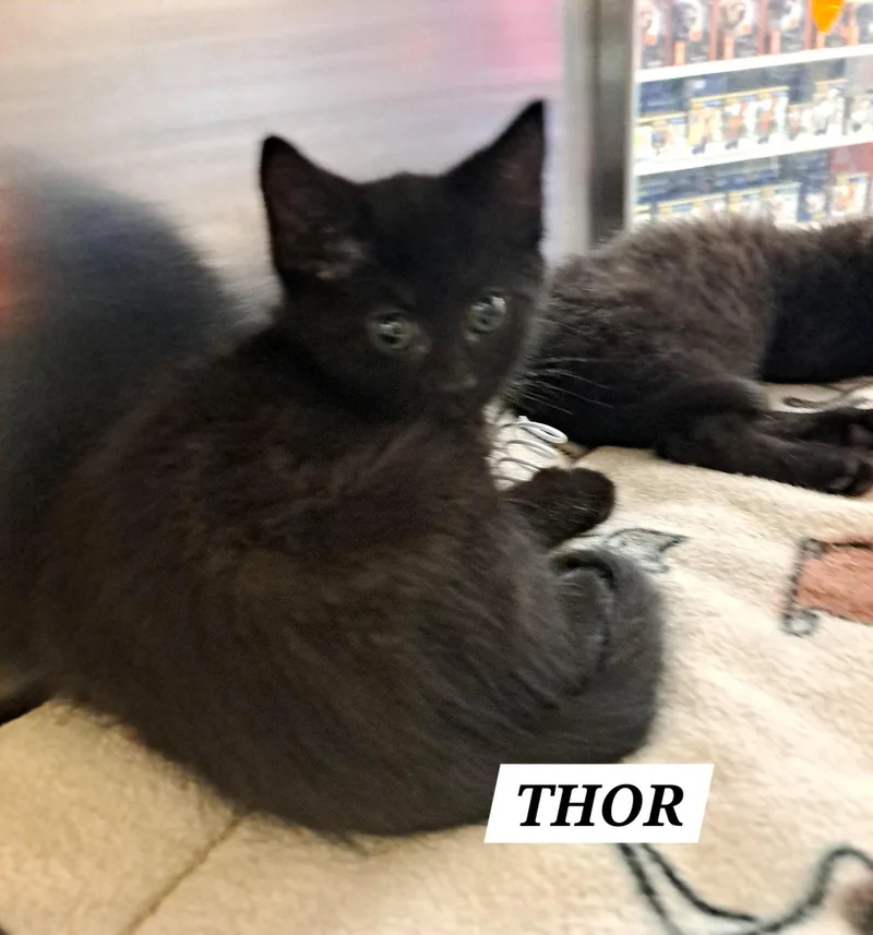 A baby medium-sized male Black Domestic Medium Hair cat named Thor: Dmh for adoption in Greenville, DE