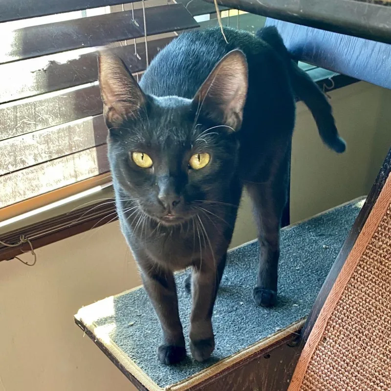An adult small-sized female Black Domestic Short Hair cat named Beyonce for adoption in Los Angeles, CA