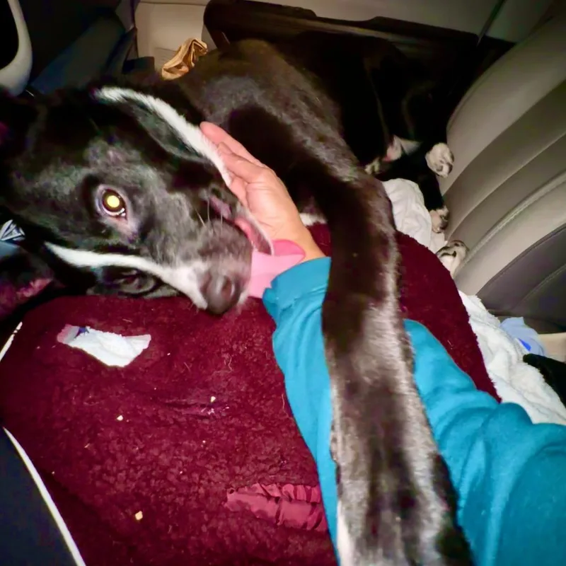 Prince Eric thumbnail 3