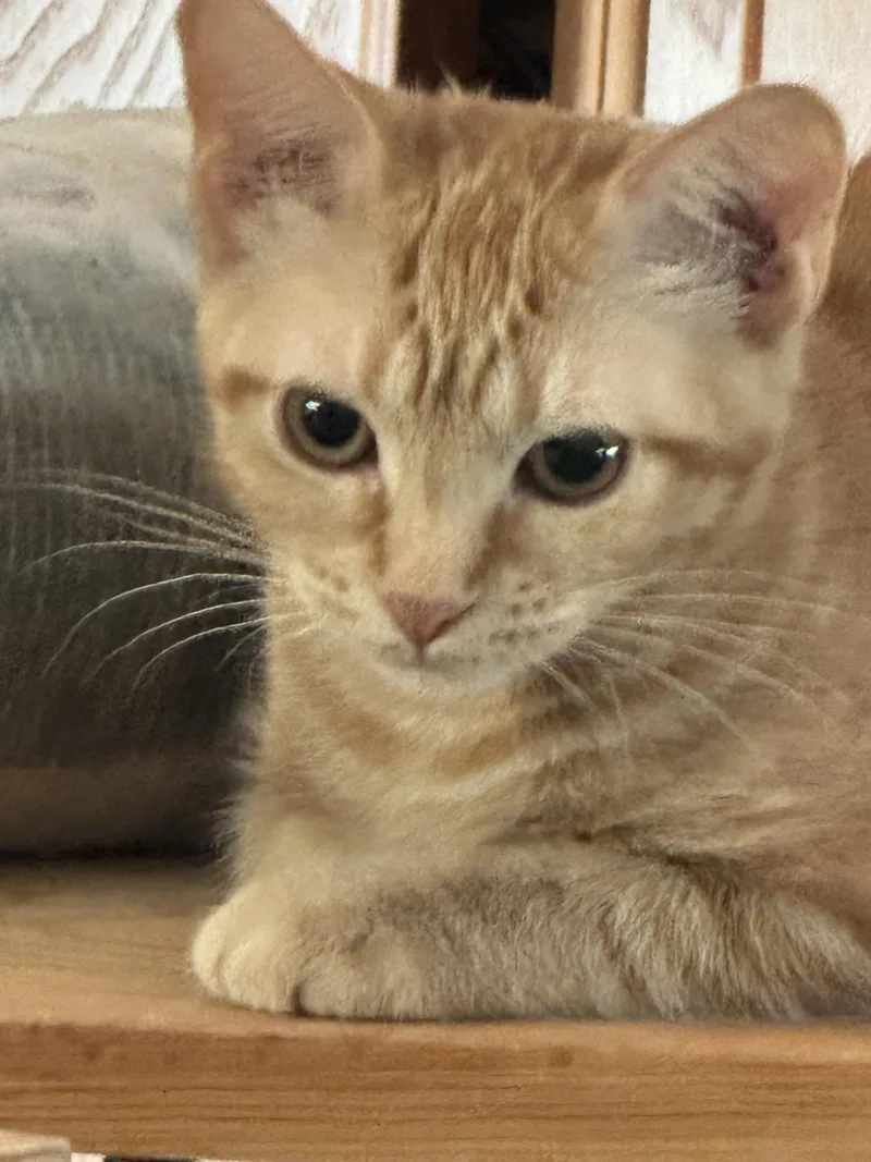 A young small-sized female Tabby (Orange / Red) Domestic Short Hair cat named Peaches for adoption in Noble, OK