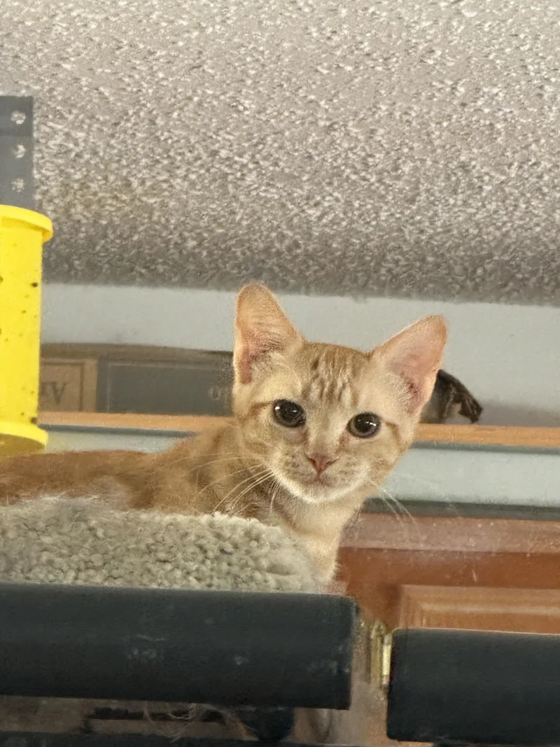 Peaches thumbnail 3