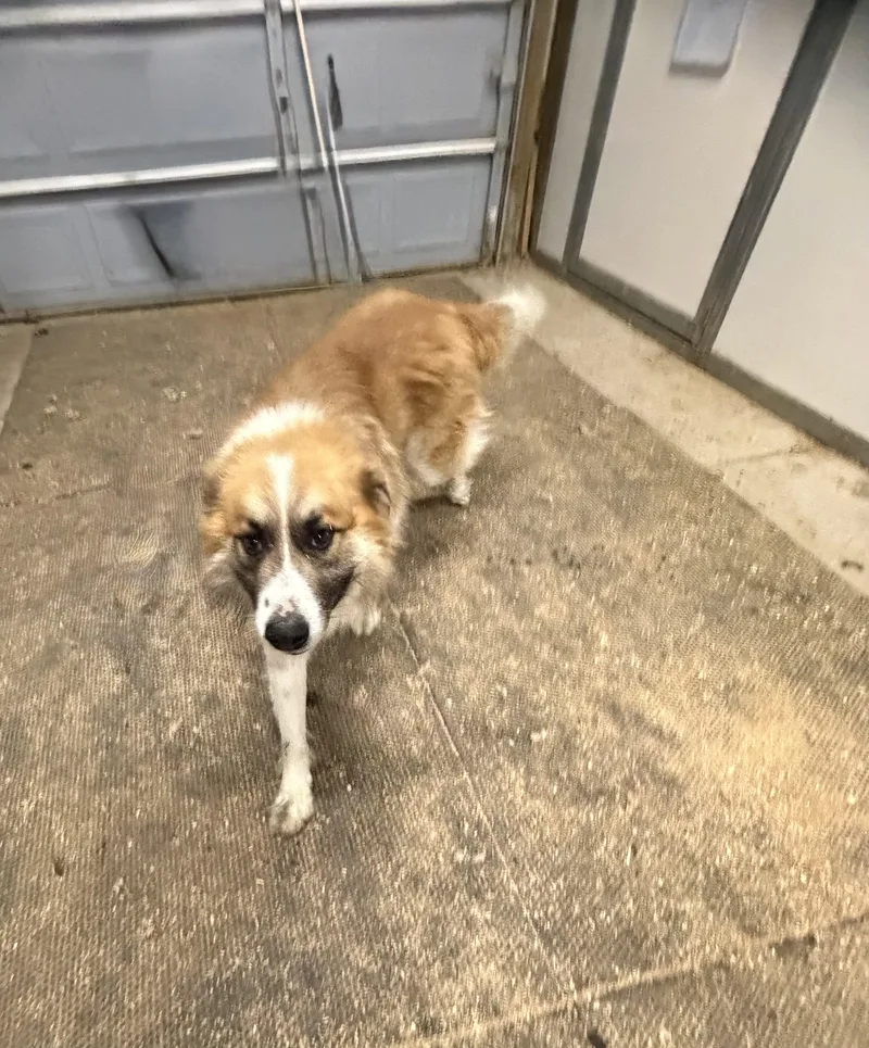 An adult large-sized male Great Pyrenees dog named Hank for adoption in Plummer, ID