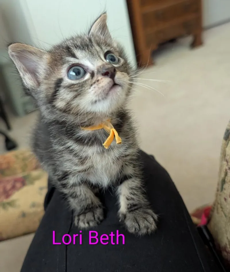 A baby small-sized female Domestic Short Hair cat named Lori Beth for adoption in Magnolia, TX