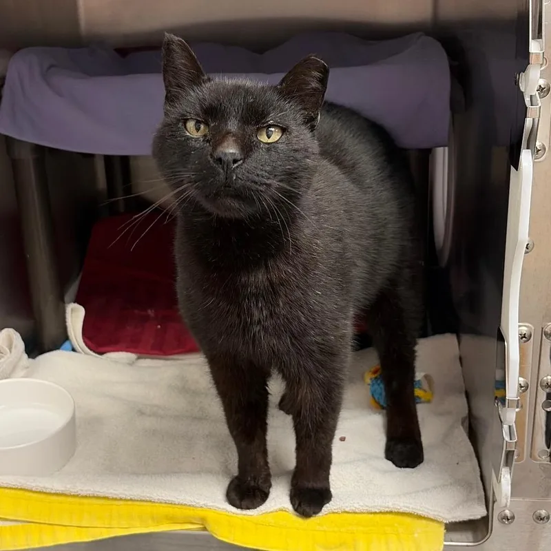 A senior small-sized male Black Domestic Short Hair cat named Barton for adoption in Hopkinton, MA