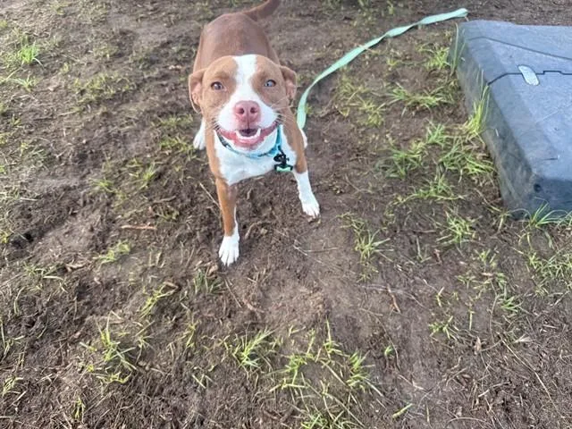 An adult medium-sized female Pit Bull Terrier dog named Velveteen for adoption in Ocala, FL