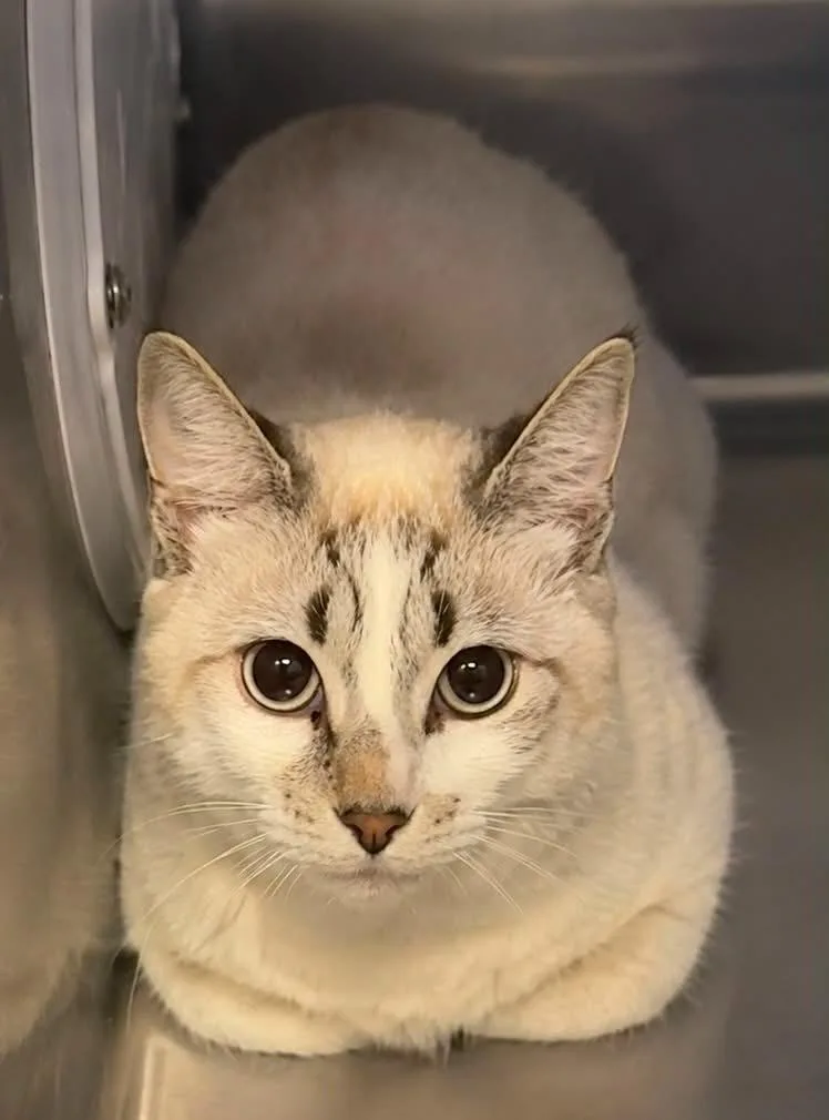 A young small-sized female Domestic Short Hair cat named Sugar for adoption in Columbia, TN