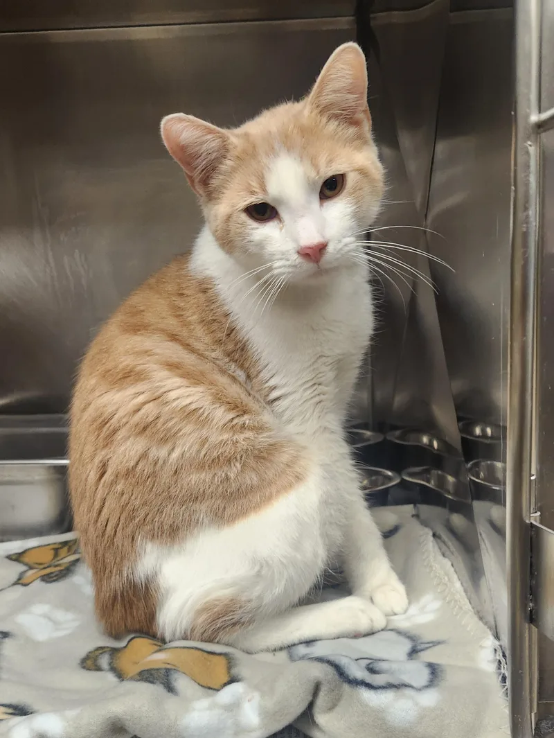 A young medium-sized male Black & White / Tuxedo Domestic Short Hair cat named Falcon for adoption in Clayton, NJ