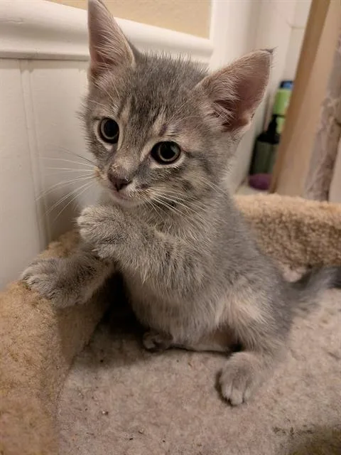 A baby small-sized male Domestic Short Hair cat named Daniel Tiger for adoption in Kent, WA