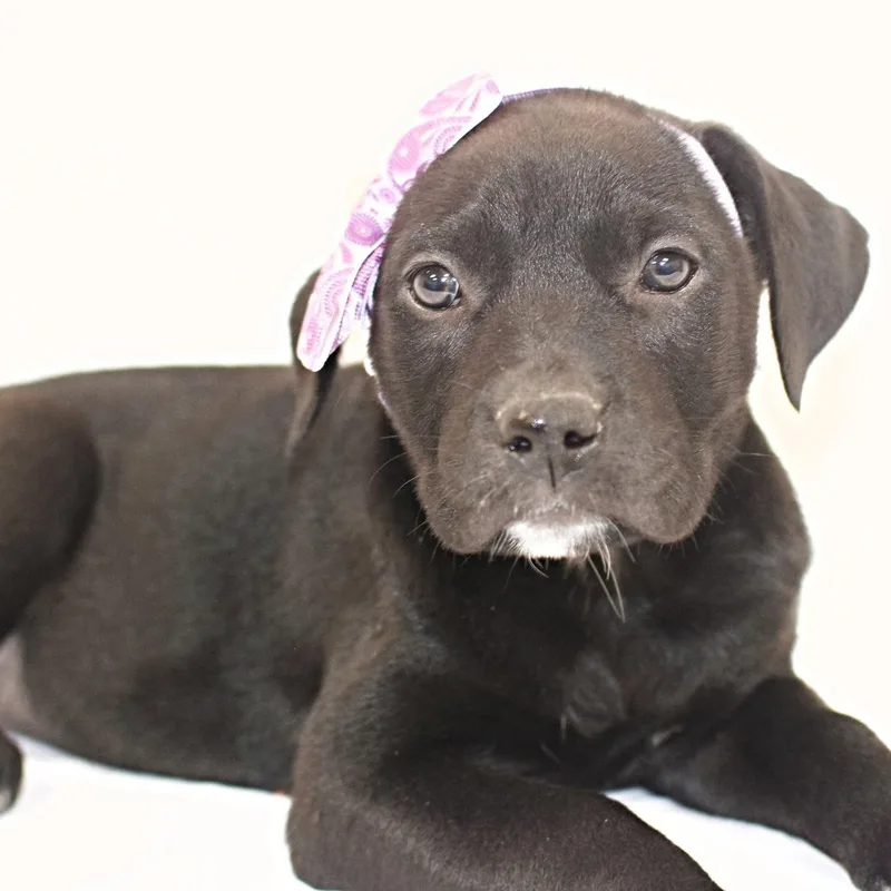 A baby medium-sized female Boxer dog named Whitney for adoption in Monon, IN
