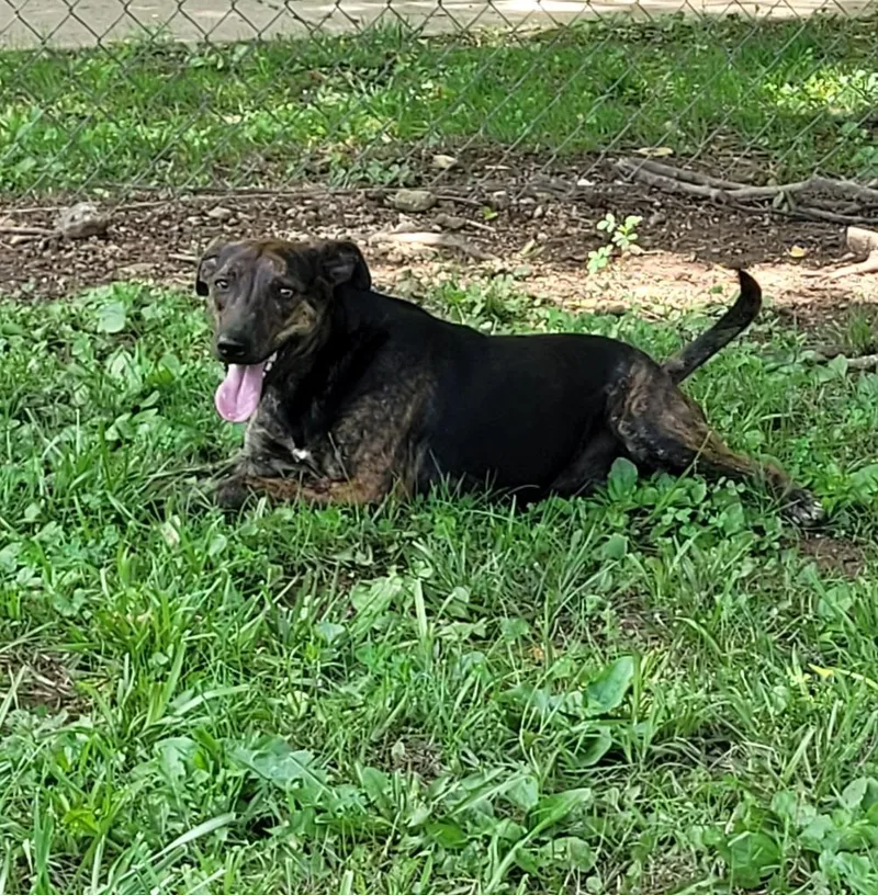 A young small-sized male Mixed Breed dog named Taize for adoption in Lawrenceburg, TN