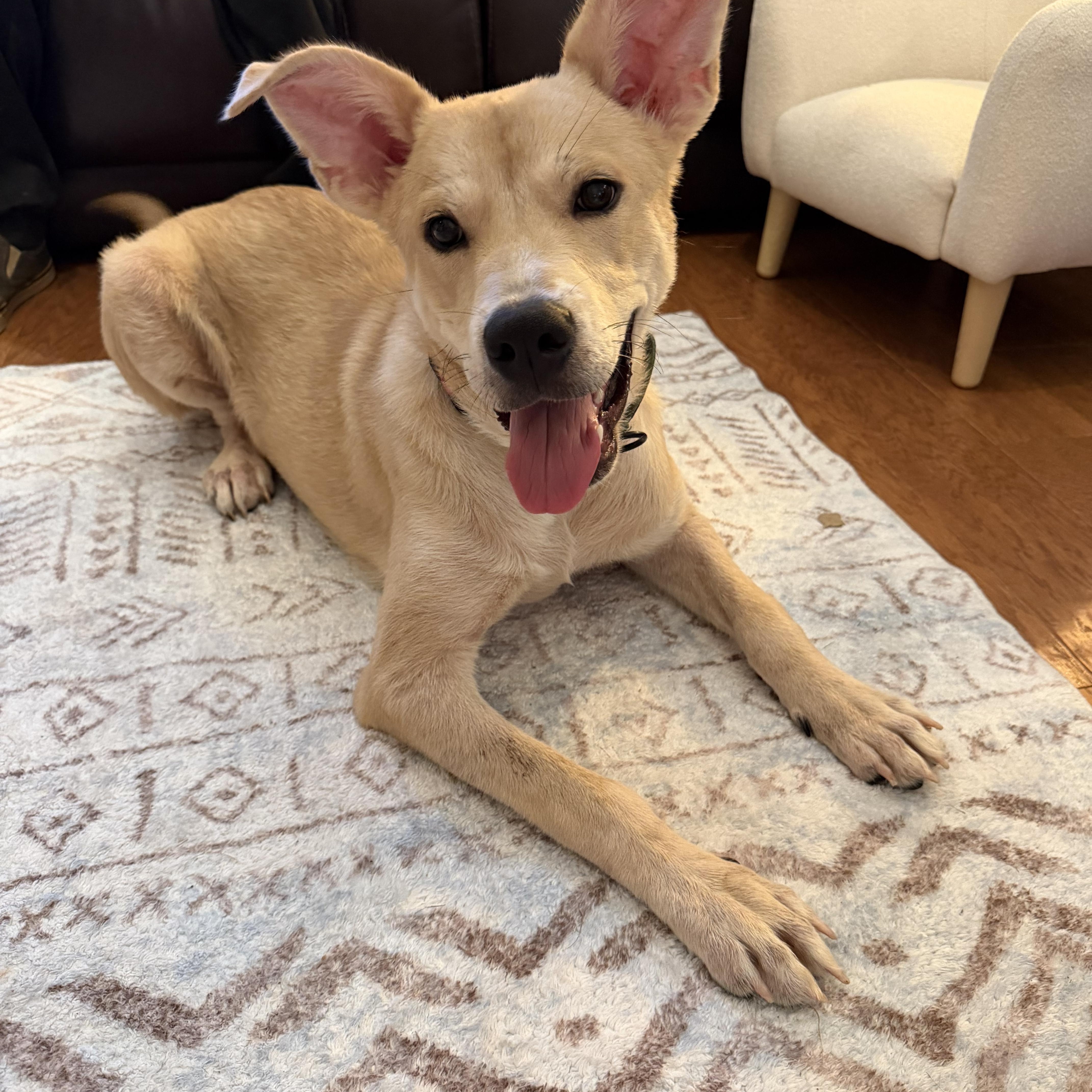 A young medium-sized male Apricot / Beige Shepherd dog named Debo for adoption in Hopkinton, MA