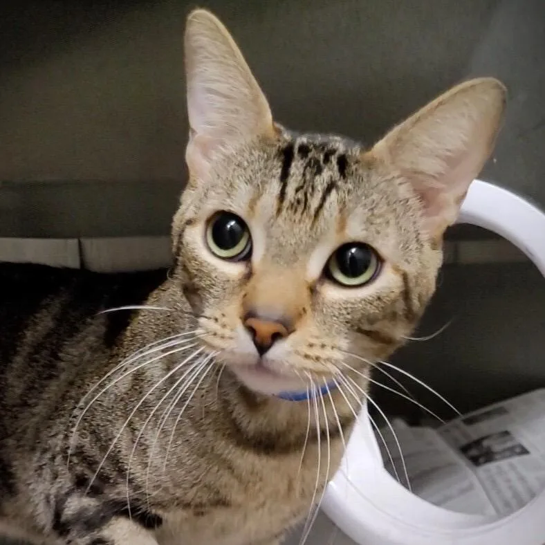 An adult medium-sized male Brown / Chocolate Domestic Short Hair cat named Jack for adoption in Los Angeles, CA