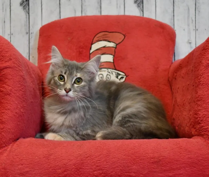 Lexi thumbnail 3
