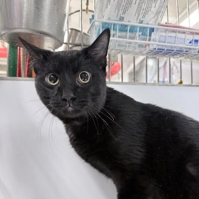 A young medium-sized male Black Domestic Short Hair cat named Player for adoption in New York, NY