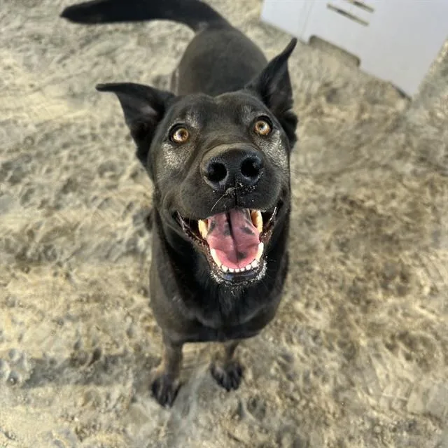 An adult large-sized male Labrador Retriever dog named Joker for adoption in Riverside, CA