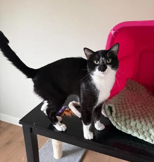 An adult medium-sized male Black & White / Tuxedo Domestic Short Hair cat named Tee for adoption in Everett, WA