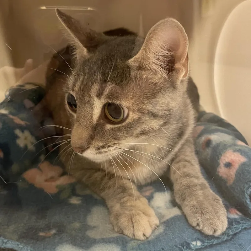 An adult medium-sized female Gray / Blue / Silver Domestic Short Hair cat named Queensland for adoption in Bristol, IN