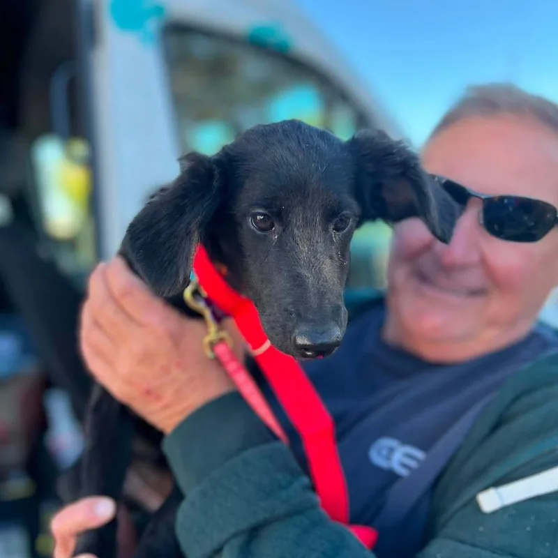 A baby medium-sized female Black Labrador Retriever dog named Lilith for adoption in St. Charles, IL