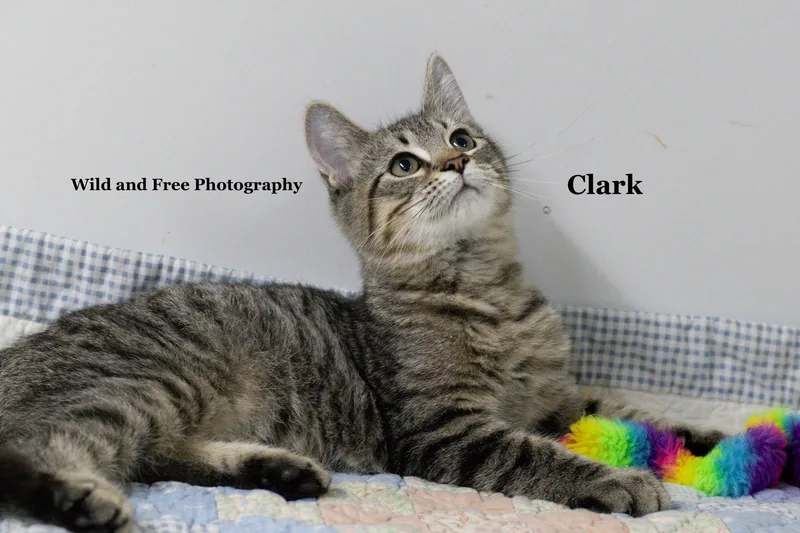 A baby medium-sized male Domestic Short Hair cat named Clark for adoption in Morehead, KY