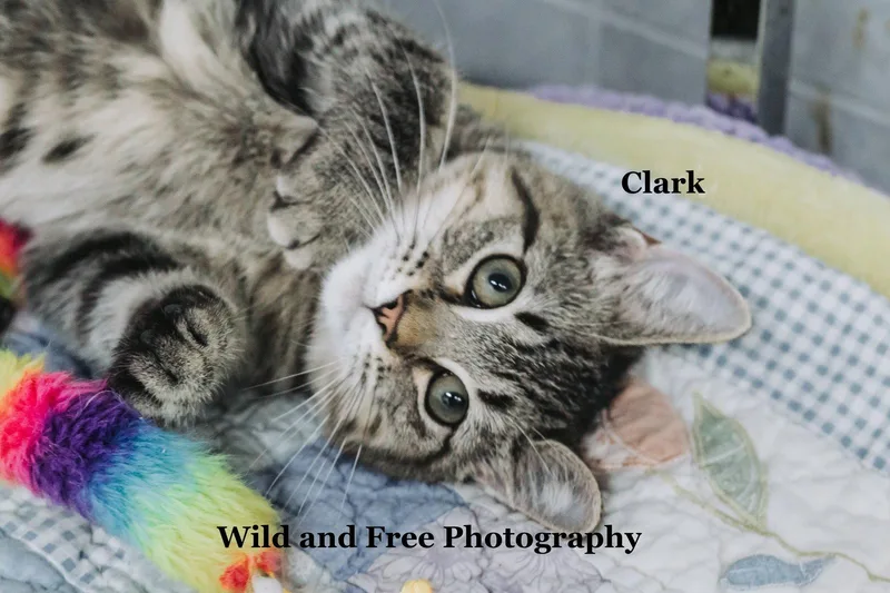 Clark thumbnail 2