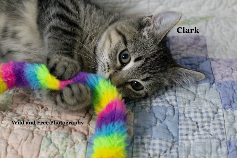 Clark thumbnail 3
