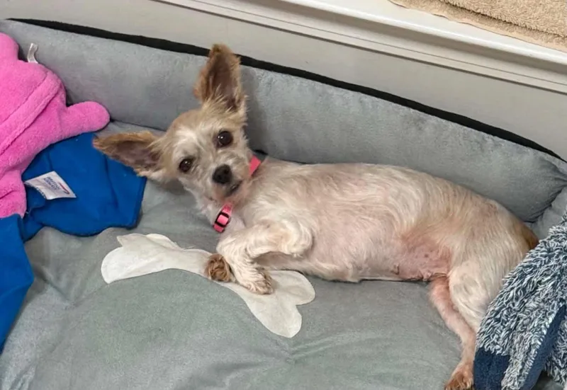 An adult small-sized female Havanese dog named Brittany for adoption in Anniston, AL