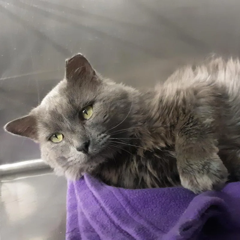 An adult small-sized male Gray / Blue / Silver Domestic Medium Hair cat named Tonch for adoption in Spokane, WA