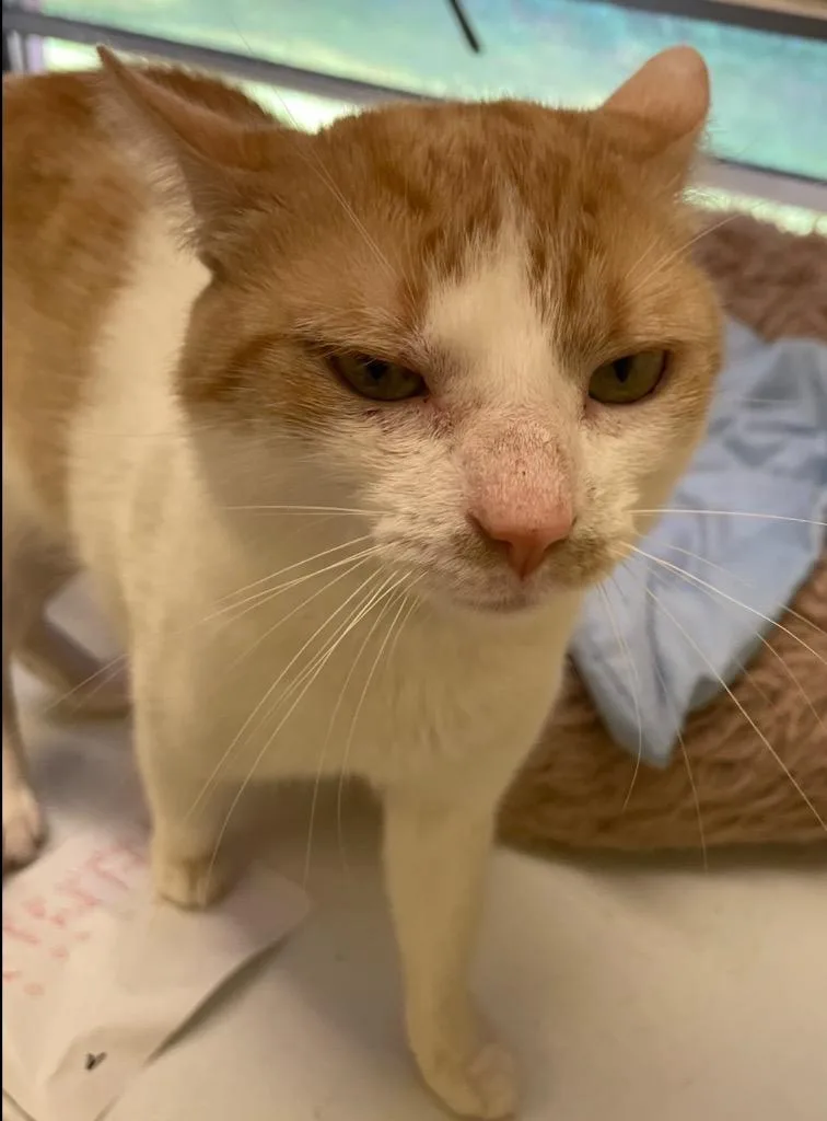 An adult medium-sized male Domestic Short Hair cat named Rickman for adoption in Muskegon, MI