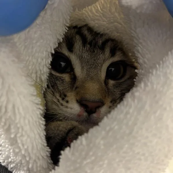 A baby medium-sized female Domestic Short Hair cat named The Ruff Ruffman Show for adoption in Silverdale, WA