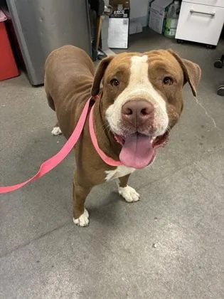An adult large-sized male Pit Bull Terrier dog named Rellerindos for adoption in Fresno, CA