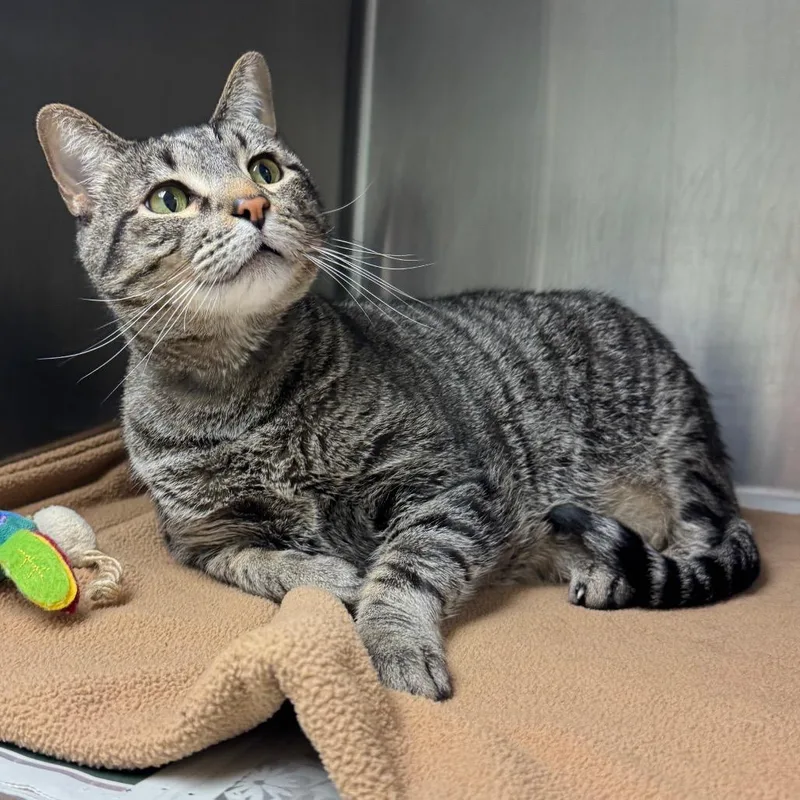 An adult extra large-sized male Brown / Chocolate Domestic Short Hair cat named Asher for adoption in Waukesha, WI