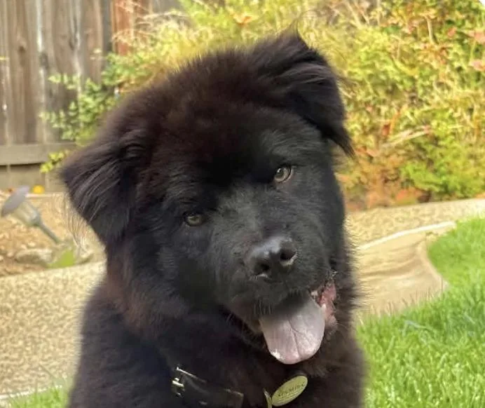 A baby medium-sized male Chow Chow dog named Chowder for adoption in San Ramon, CA