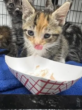 A baby small-sized female Domestic Short Hair cat named Lil for adoption in Cumming, GA